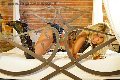 Foto Annuncio Transescort Bologna Monica Kicelly - 25