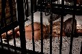 Foto Annuncio Transescort Parma Bruna Xxl - 55